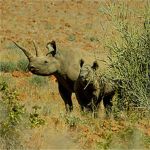 black rhino damaraland